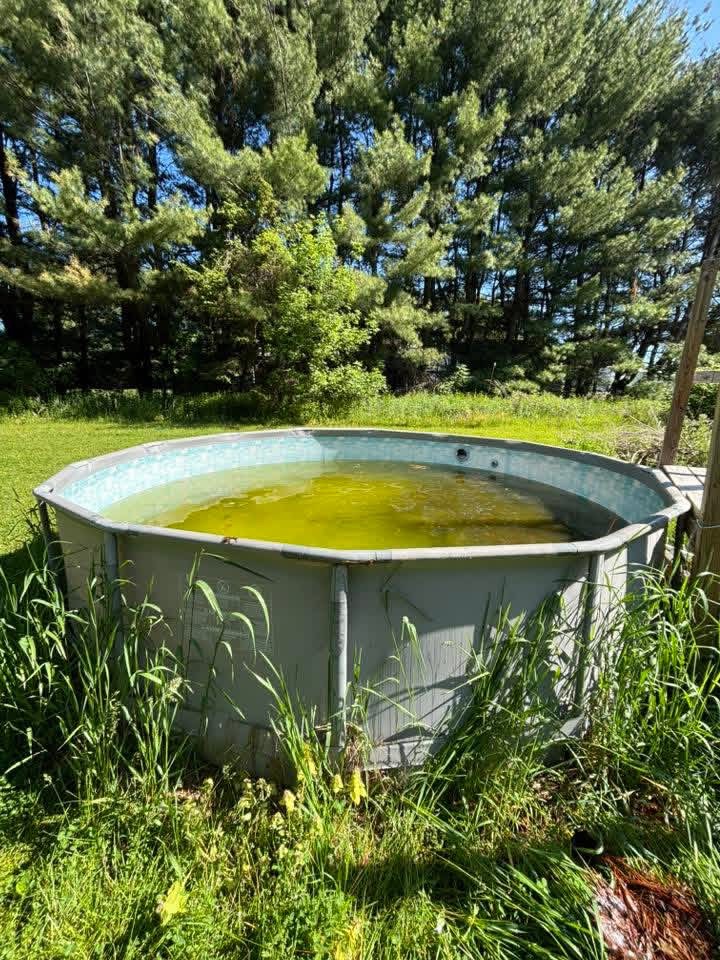 Above-ground pool removal, before: old pool with green stagnant water in backyard